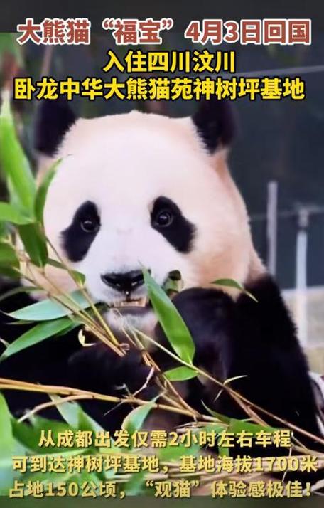 2025新澳门天天开奖免费和4旅日大熊猫将回国与旅日20年熊猫将回国 视频