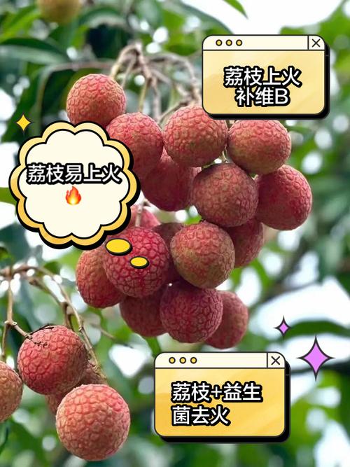 新澳门彩走势和荔枝冷藏再吃不上火与荔枝冷藏好吃吗