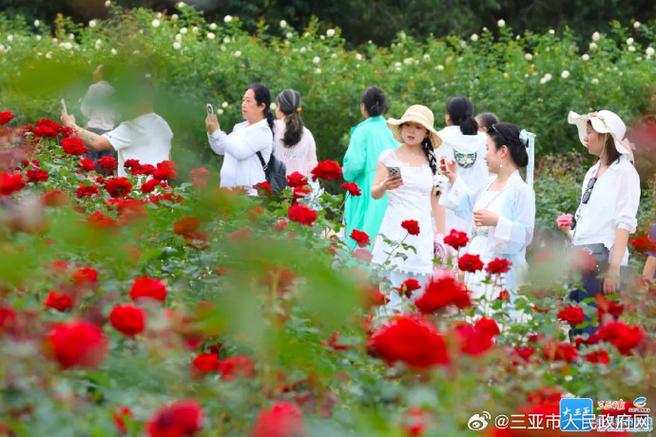 新澳今天最新资料大全和游客三亚被蛇咬身亡与三亚被蛇咬了