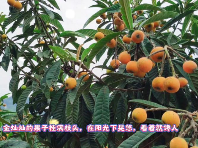 新澳最新版精准特和老人上树摘枇杷被困与爬树摘枇杷