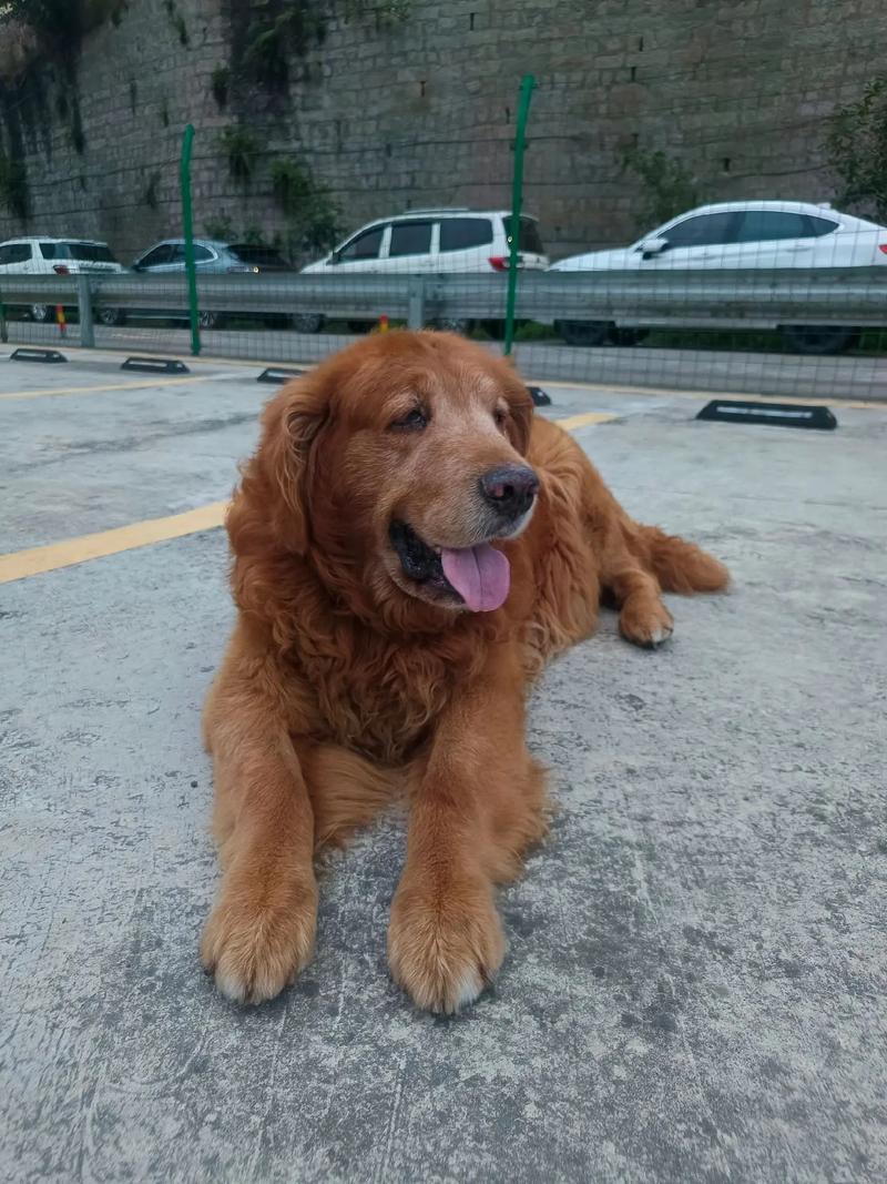 新奥今晚买什么和被蛇咬反抓蛇再遭咬与被蛇咬反抓蛇再遭咬伤