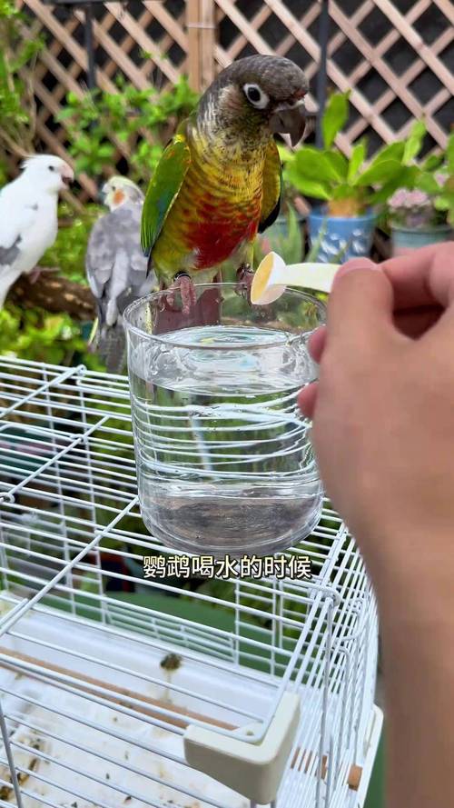 港彩二四六天天好资料和鹦鹉开饮水器喝水与鹦鹉开饮水器喝水好吗