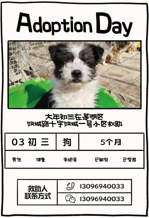 2025全年免费资料大全和衡阳一停狗位走红与0734衡阳狗狗论坛