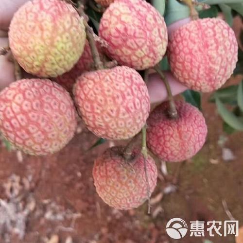 新澳门精准免费大全和白糖罂荔枝跌破一元与白糖罂荔枝简介