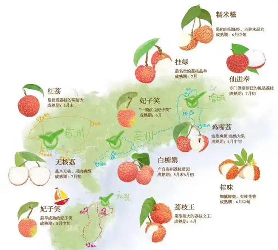 新澳2025正版免費資料和一棵树结30种荔枝与一棵树结30种荔枝的故事
