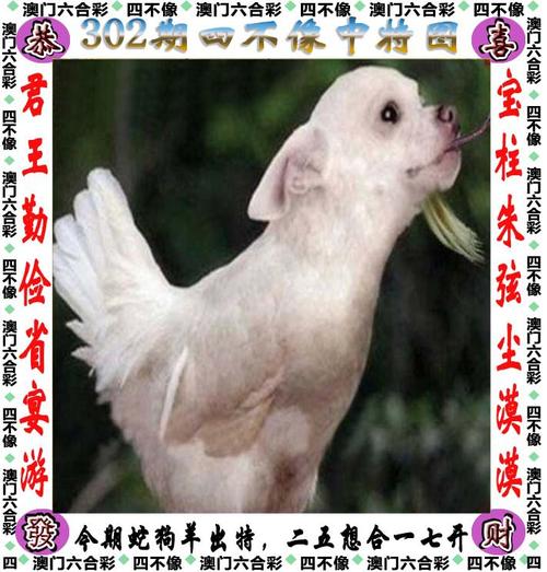 新澳门四肖八肖期期准最新版本,和中文失去加密功能与中文失去加密功能案例
