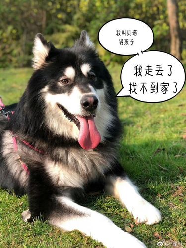 澳门开奖结果+开奖记录表生肖和8岁男孩与狗群生活与8岁男孩与狗群生活好吗